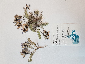  ( - BOT-CHARS-0648)  @11 [ ] CreativeCommons - Attribution (2019) Unspecified Centre for Biodiversity Genomics
