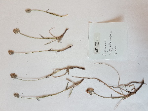  ( - BOT-CHARS-0657)  @11 [ ] CreativeCommons - Attribution (2019) Unspecified Centre for Biodiversity Genomics