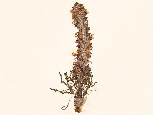  ( - BOT-CHARS-0035)  @11 [ ] CreativeCommons - Attribution (2019) CBG Photography Group Centre for Biodiversity Genomics