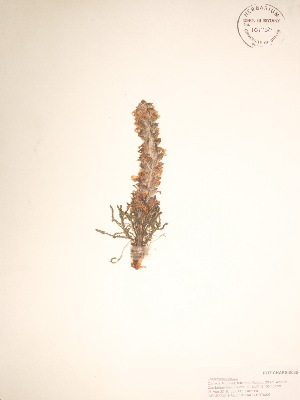  ( - BOT-CHARS-0035)  @11 [ ] CreativeCommons - Attribution (2019) CBG Photography Group Centre for Biodiversity Genomics