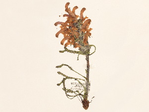  (Pedicularis langsdorffii ssp. arctica - BOT-CHARS-0036)  @11 [ ] CreativeCommons - Attribution (2019) CBG Photography Group Centre for Biodiversity Genomics