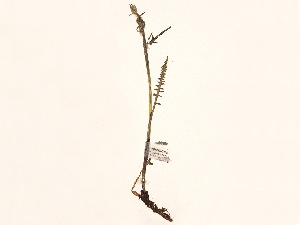  ( - BOT-CHARS-0071)  @11 [ ] CreativeCommons - Attribution (2019) CBG Photography Group Centre for Biodiversity Genomics