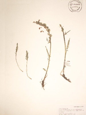  ( - BOT-CHARS-0071)  @11 [ ] CreativeCommons - Attribution (2019) CBG Photography Group Centre for Biodiversity Genomics