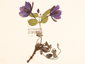  (Chamaenerion latifolium - BOT-CHARS-0134)  @11 [ ] CreativeCommons - Attribution (2019) CBG Photography Group Centre for Biodiversity Genomics