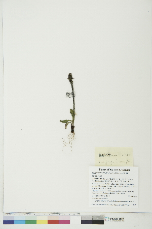  ( - BOT-CHARS-0327)  @11 [ ] CreativeCommons - Attribution (2018) CBG Photography Group Centre for Biodiversity Genomics