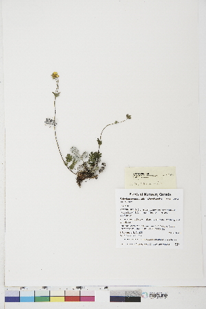  (Potentilla arenosa ssp. chamissonis - BOT-CHARS-0428)  @11 [ ] CreativeCommons - Attribution (2019) CBG Photography Group Centre for Biodiversity Genomics