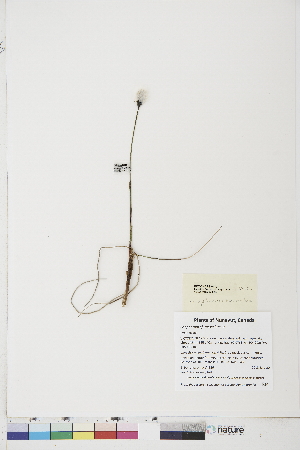  (Eriophorum russeolum ssp. albidum - BOT-CHARS-0480)  @11 [ ] CreativeCommons - Attribution (2019) CBG Photography Group Centre for Biodiversity Genomics