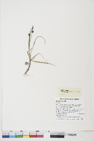  ( - BOT-CHARS-0481)  @11 [ ] CreativeCommons - Attribution (2019) CBG Photography Group Centre for Biodiversity Genomics