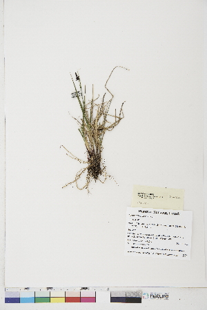  ( - BOT-CHARS-0494)  @11 [ ] CreativeCommons - Attribution (2019) CBG Photography Group Centre for Biodiversity Genomics
