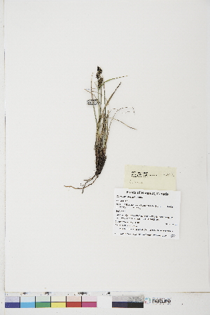  ( - BOT-CHARS-0496)  @11 [ ] CreativeCommons - Attribution (2019) CBG Photography Group Centre for Biodiversity Genomics