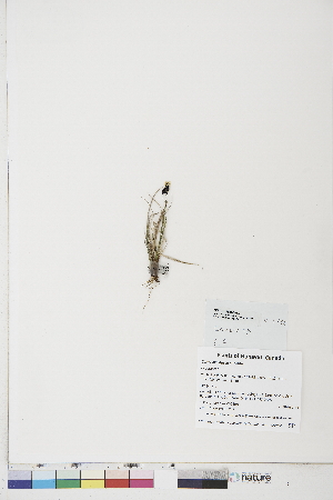  ( - BOT-CHARS-0685)  @11 [ ] CreativeCommons - Attribution (2019) CBG Photography Group Centre for Biodiversity Genomics