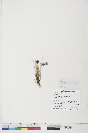  ( - BOT-CHARS-0693)  @11 [ ] CreativeCommons - Attribution (2019) CBG Photography Group Centre for Biodiversity Genomics