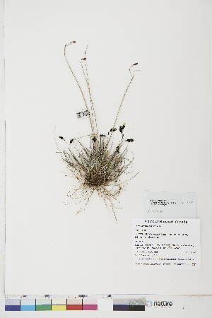  ( - BOT-CHARS-0695)  @11 [ ] CreativeCommons - Attribution (2019) CBG Photography Group Centre for Biodiversity Genomics