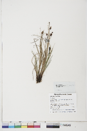  ( - BOT-CHARS-0696)  @11 [ ] CreativeCommons - Attribution (2019) CBG Photography Group Centre for Biodiversity Genomics