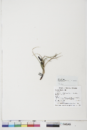  ( - BOT-CHARS-0700)  @11 [ ] CreativeCommons - Attribution (2019) CBG Photography Group Centre for Biodiversity Genomics