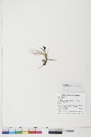  ( - BOT-CHARS-0701)  @11 [ ] CreativeCommons - Attribution (2019) CBG Photography Group Centre for Biodiversity Genomics