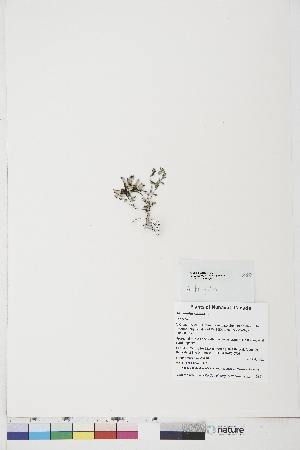  ( - BOT-CHARS-0705)  @11 [ ] CreativeCommons - Attribution (2019) CBG Photography Group Centre for Biodiversity Genomics