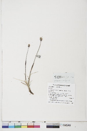  ( - BOT-CHARS-0717)  @11 [ ] CreativeCommons - Attribution (2019) CBG Photography Group Centre for Biodiversity Genomics