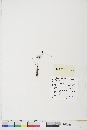  ( - BOT-CHARS-0765)  @11 [ ] CreativeCommons - Attribution (2019) CBG Photography Group Centre for Biodiversity Genomics