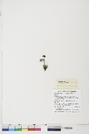  ( - BOT-CHARS-0770)  @11 [ ] CreativeCommons - Attribution (2019) CBG Photography Group Centre for Biodiversity Genomics