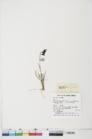  ( - BOT-CHARS-0771)  @11 [ ] CreativeCommons - Attribution (2019) CBG Photography Group Centre for Biodiversity Genomics