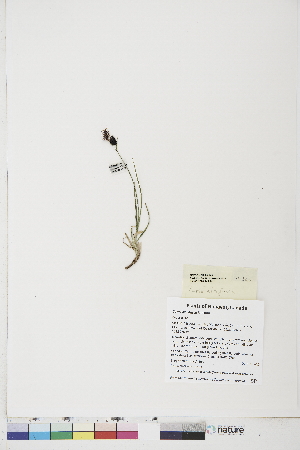  ( - BOT-CHARS-0785)  @11 [ ] CreativeCommons - Attribution (2019) CBG Photography Group Centre for Biodiversity Genomics
