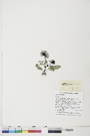  ( - BOT-CHARS-0791)  @11 [ ] CreativeCommons - Attribution (2019) CBG Photography Group Centre for Biodiversity Genomics