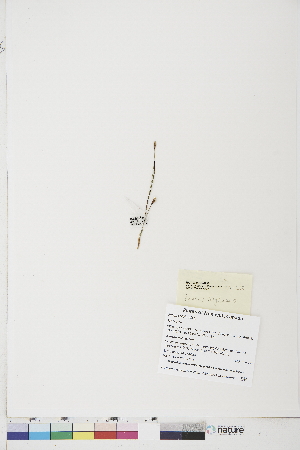  ( - BOT-CHARS-0796)  @11 [ ] CreativeCommons - Attribution (2019) CBG Photography Group Centre for Biodiversity Genomics