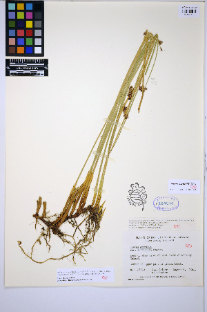  (Juncus haenkei - HERB0453)  @11 [ ] CreativeCommons - Attribution Non-Commercial Share-Alike (2013) Unspecified UBC Herbarium