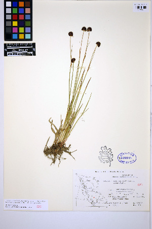  (Juncus mertensianus - HERB0460)  @11 [ ] CreativeCommons - Attribution Non-Commercial Share-Alike (2013) Unspecified UBC Herbarium
