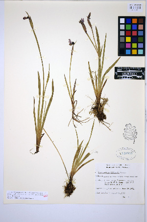  (Sisyrinchium littorale - HERB0425)  @11 [ ] CreativeCommons - Attribution Non-Commercial Share-Alike (2013) Unspecified UBC Herbarium