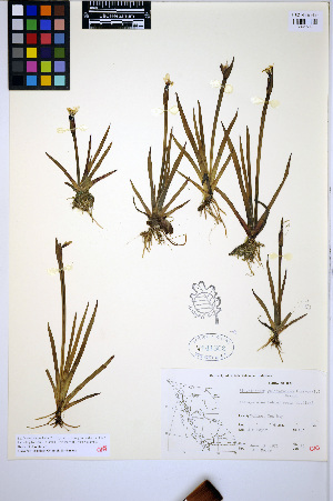  (Sisyrinchium californicum - HERB0423)  @11 [ ] CreativeCommons - Attribution Non-Commercial Share-Alike (2013) Unspecified UBC Herbarium