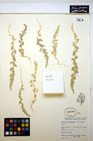  (Atriplex truncata - HERB0118)  @11 [ ] CreativeCommons - Attribution Non-Commercial Share-Alike (2013) Unspecified UBC Herbarium