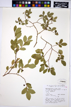  (Vaccinium deliciosum - HERB0239)  @11 [ ] CreativeCommons - Attribution Non-Commercial Share-Alike (2013) Unspecified UBC Herbarium