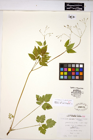  ( - HERB0043)  @11 [ ] CreativeCommons - Attribution Non-Commercial Share-Alike (2013) Unspecified UBC Herbarium