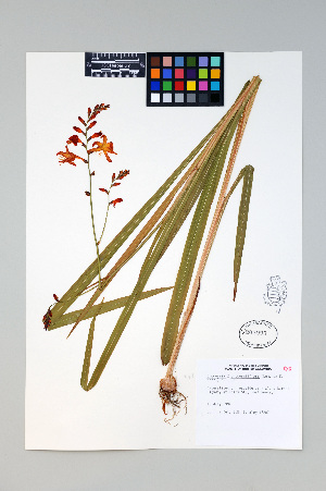  (Crocosmia x crocosmiiflora - HERB0420)  @11 [ ] CreativeCommons - Attribution Non-Commercial Share-Alike (2013) Unspecified UBC Herbarium