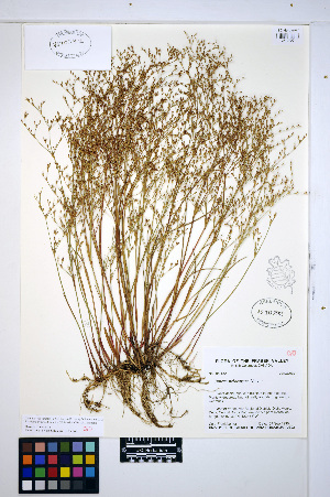  (Juncus pelocarpus - HERB0464)  @11 [ ] CreativeCommons - Attribution Non-Commercial Share-Alike (2013) Unspecified UBC Herbarium