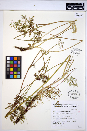  (Ligusticum calderi - HERB0034)  @11 [ ] CreativeCommons - Attribution Non-Commercial Share-Alike (2013) Unspecified UBC Herbarium
