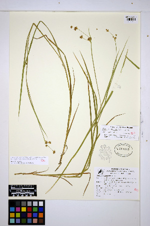  (Juncus ensifolius - HERB0449)  @11 [ ] CreativeCommons - Attribution Non-Commercial Share-Alike (2013) Unspecified UBC Herbarium