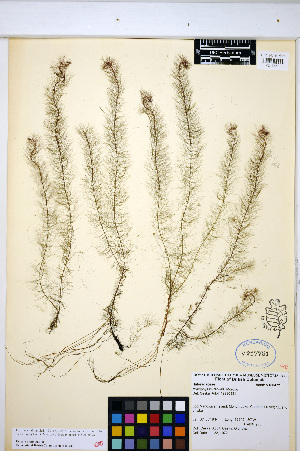  (Myriophyllum farwellii - HERB0391)  @11 [ ] CreativeCommons - Attribution Non-Commercial Share-Alike (2013) Unspecified UBC Herbarium