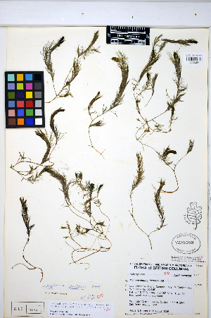  (Myriophyllum quitense - HERB0393)  @11 [ ] CreativeCommons - Attribution Non-Commercial Share-Alike (2013) Unspecified UBC Herbarium