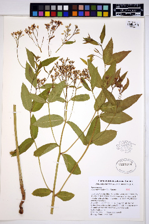  (Apocynum X floribundum - HERB0057)  @11 [ ] CreativeCommons - Attribution Non-Commercial Share-Alike (2013) Unspecified UBC Herbarium