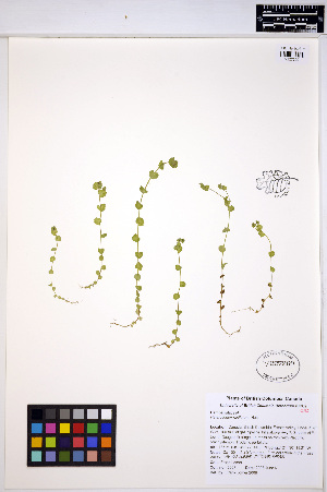  (Heterocodon rariflorus - HERB0163)  @11 [ ] CreativeCommons - Attribution Non-Commercial Share-Alike (2013) Unspecified UBC Herbarium