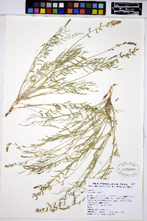  ( - HERB0272)  @11 [ ] CreativeCommons - Attribution Non-Commercial Share-Alike (2013) Unspecified UBC Herbarium