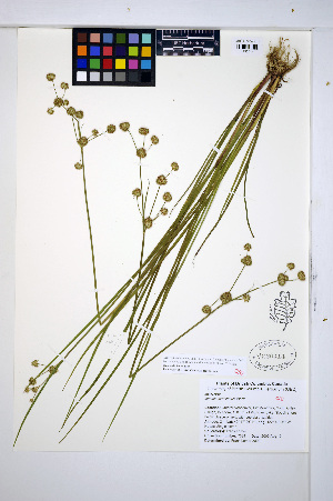  (Juncus acuminatus - HERB0432)  @11 [ ] CreativeCommons - Attribution Non-Commercial Share-Alike (2013) Unspecified UBC Herbarium