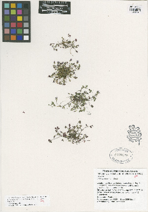  (Trifolium oliganthum - HERB0329)  @11 [ ] CreativeCommons - Attribution Non-Commercial Share-Alike (2013) Unspecified UBC Herbarium