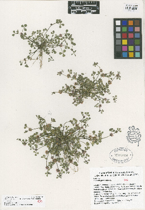  (Trifolium glomeratum - HERB0324)  @11 [ ] CreativeCommons - Attribution Non-Commercial Share-Alike (2013) Unspecified UBC Herbarium