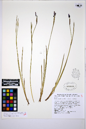  (Sisyrinchium idahoense - HERB0424)  @11 [ ] CreativeCommons - Attribution Non-Commercial Share-Alike (2013) Unspecified UBC Herbarium
