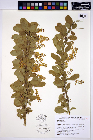  (Berberis vulgaris - HERB0069)  @11 [ ] CreativeCommons - Attribution Non-Commercial Share-Alike (2013) Unspecified UBC Herbarium