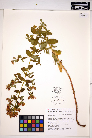  ( - HERB0204)  @11 [ ] CreativeCommons - Attribution Non-Commercial Share-Alike (2013) Unspecified UBC Herbarium